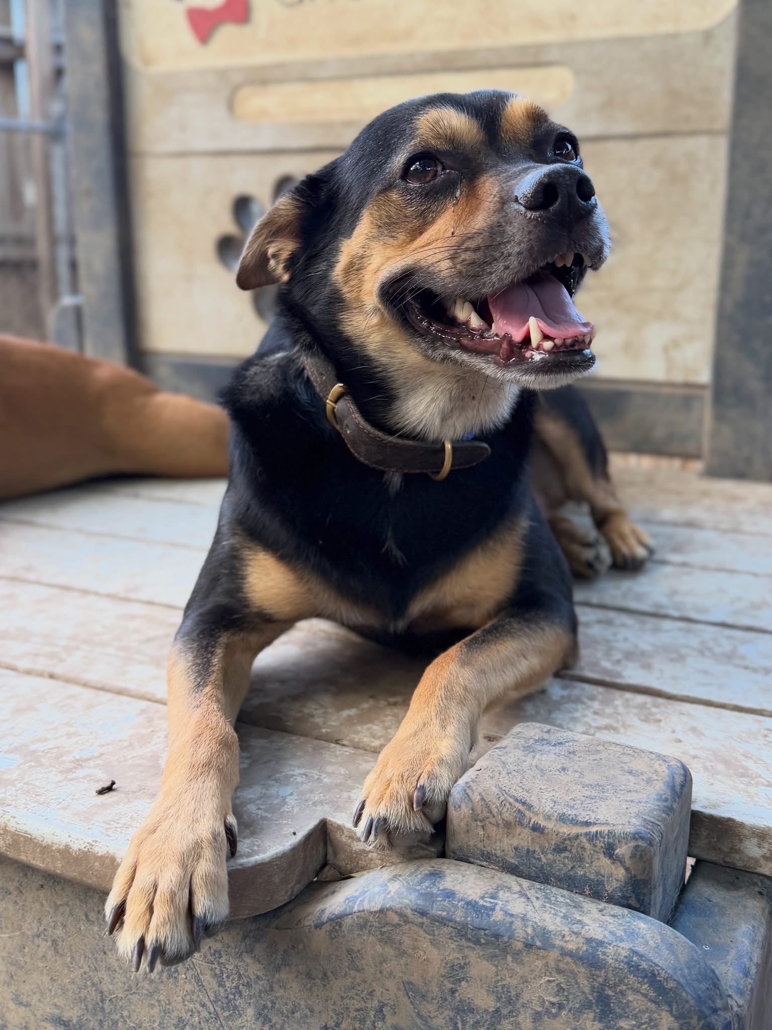 Small black and brown dog smiling and laying on play equipment