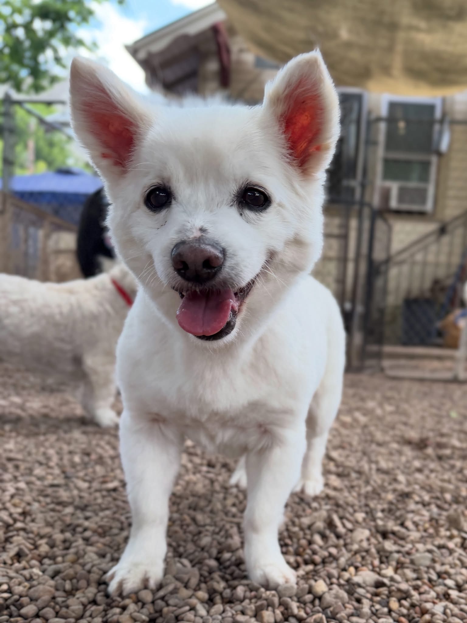 Small white dog smiling outside at Midtown Groom & Board