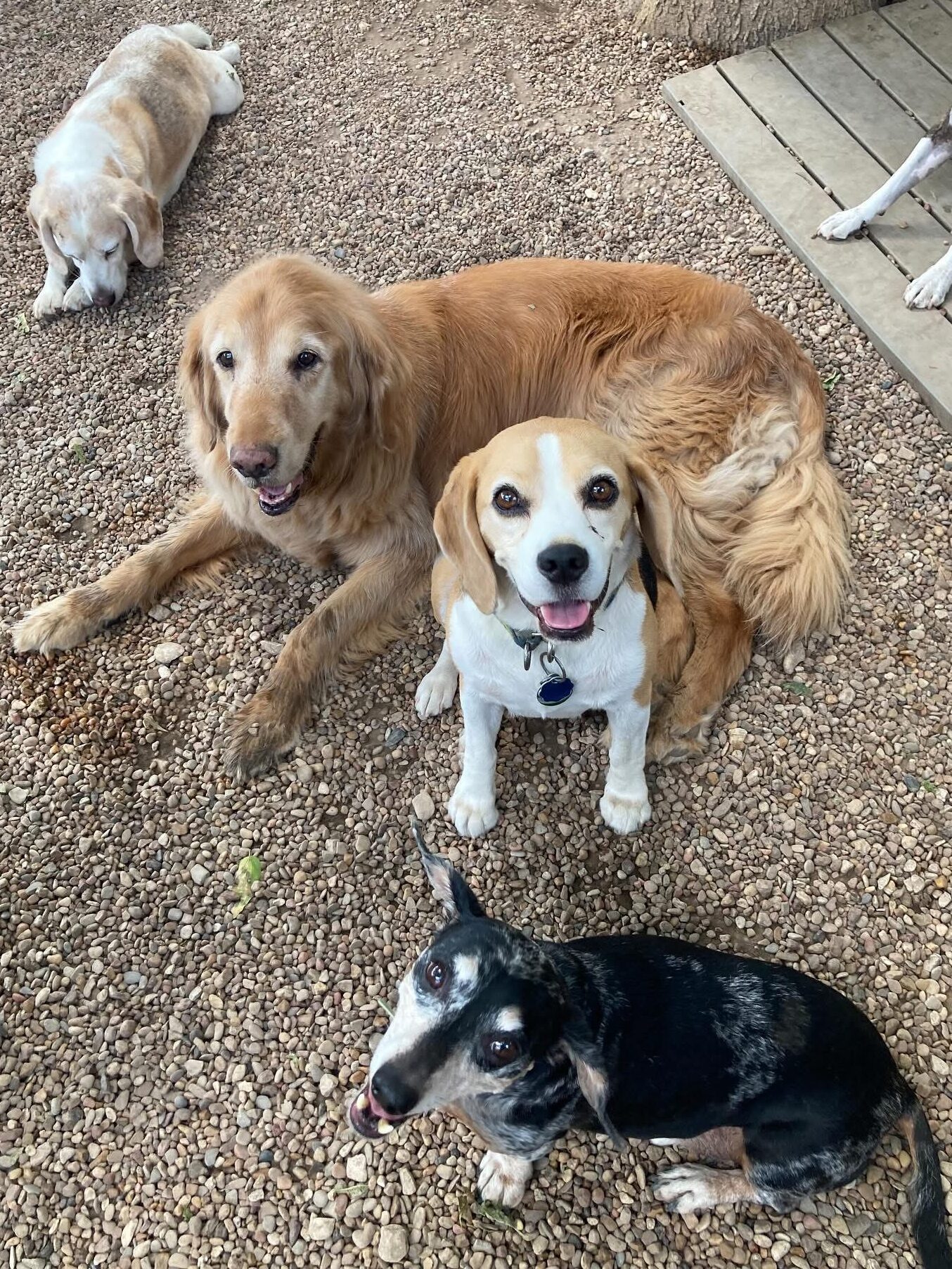 Group of dogs laying outside at Midtown Groom & Board