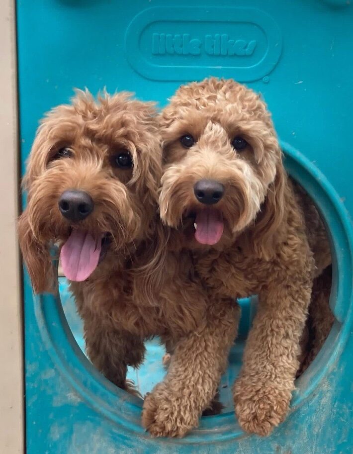 Two doodles playing on play equipment at Midtown Groom & Board