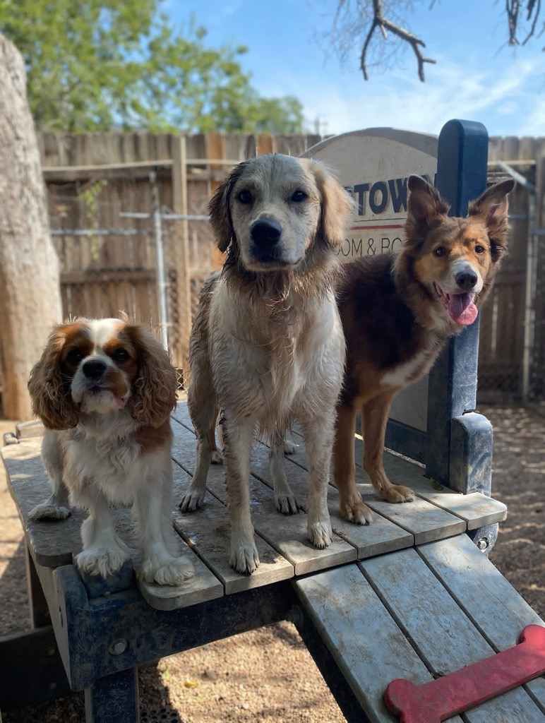 Group of dogs standing on play equipment at Midtown Groom & Board