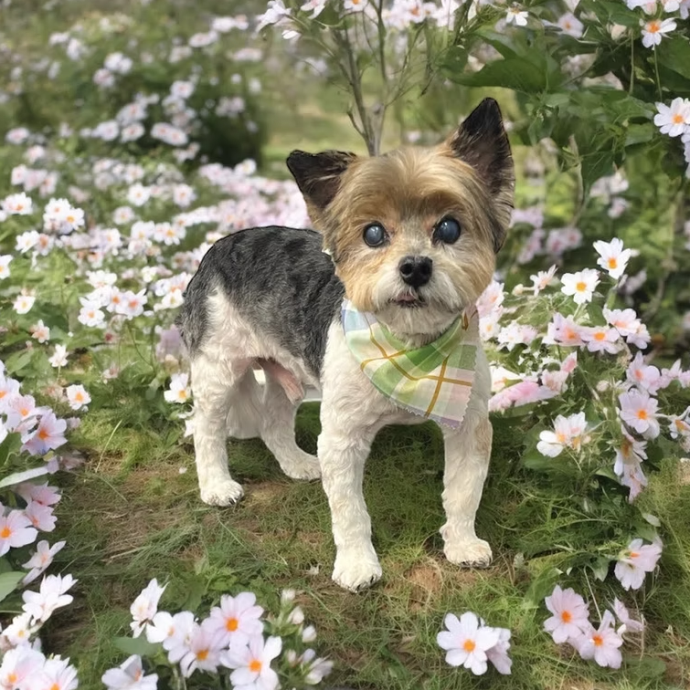 Dog wearing bandana in front of pink flowers after Dog Grooming at Midtown Groom & Board