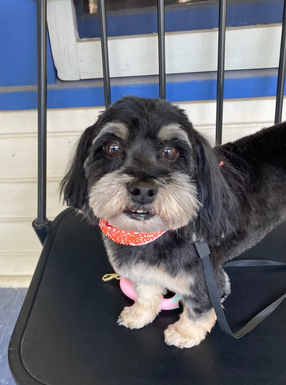 Dog wearing bandana after Dog Grooming at Midtown Groom & Board