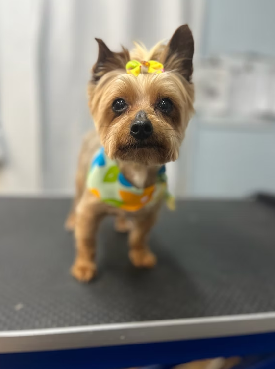 Dog wearing bandana and bow after Dog Grooming at Midtown Groom & Board