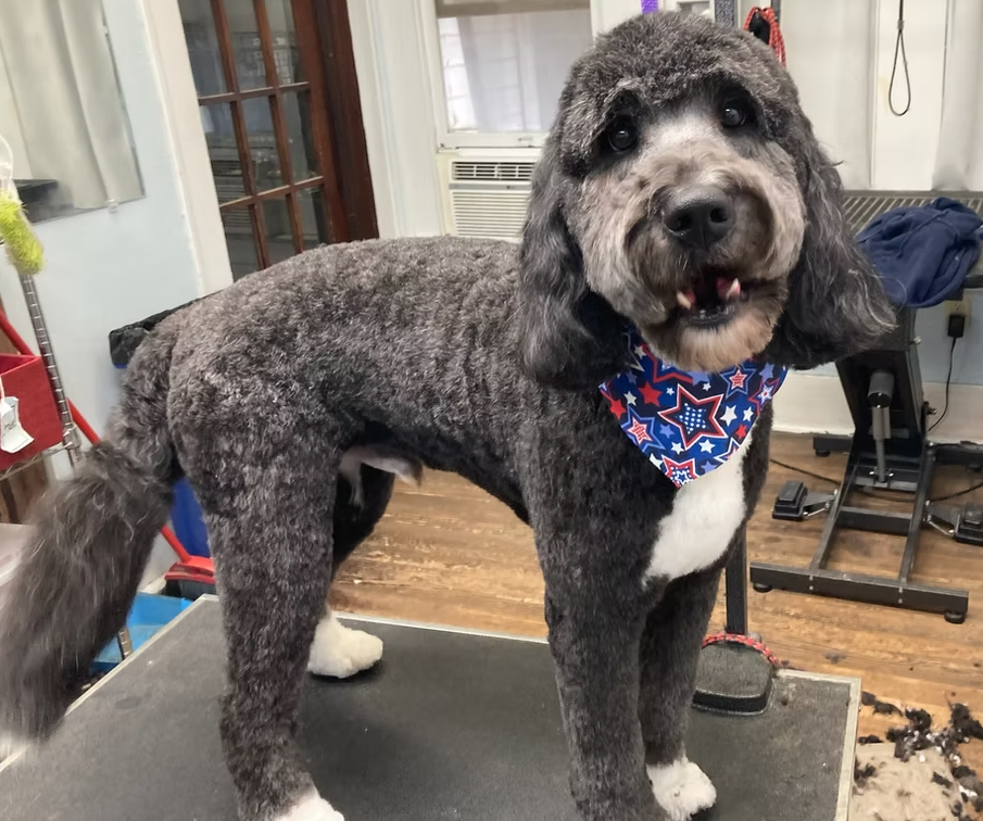 Black and white dog wearing bandana on grooming table after haircut