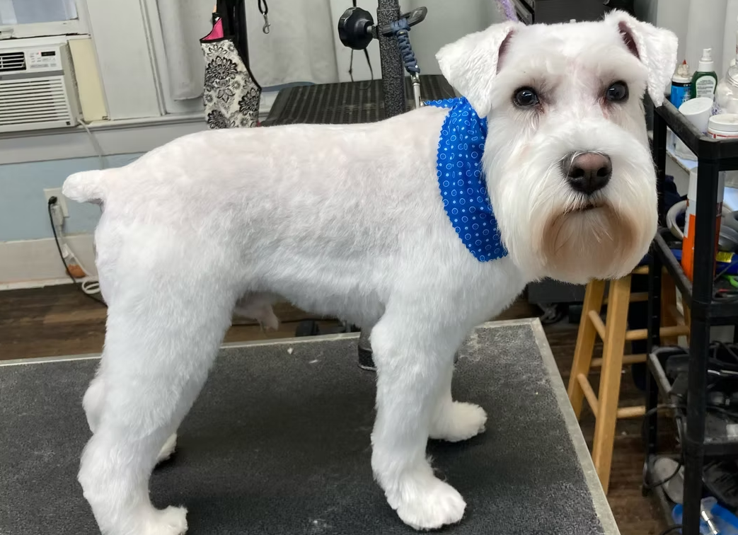 Dog wearing bandana after Dog Grooming at Midtown Groom & Board