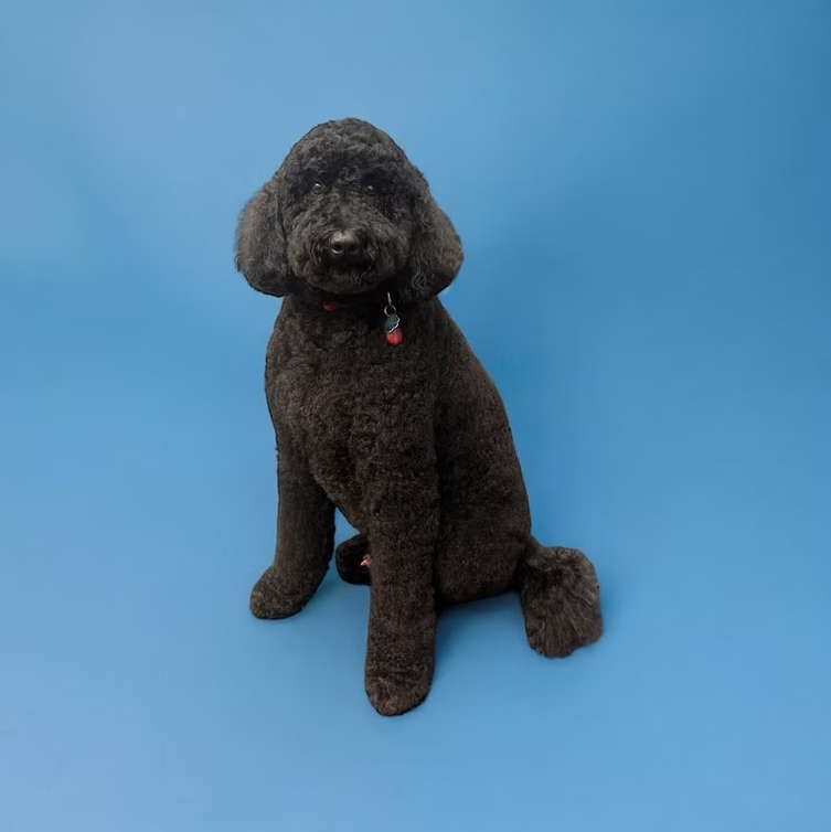 Black poodle mix sitting in front of blue backdrop after haircut