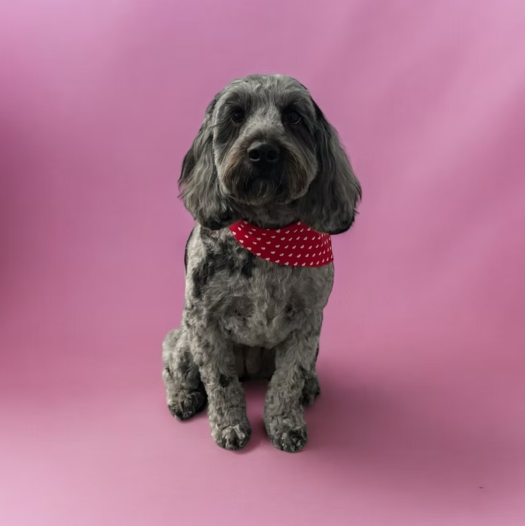 Dog in front of pink screen after Dog Grooming at Midtown Groom & Board