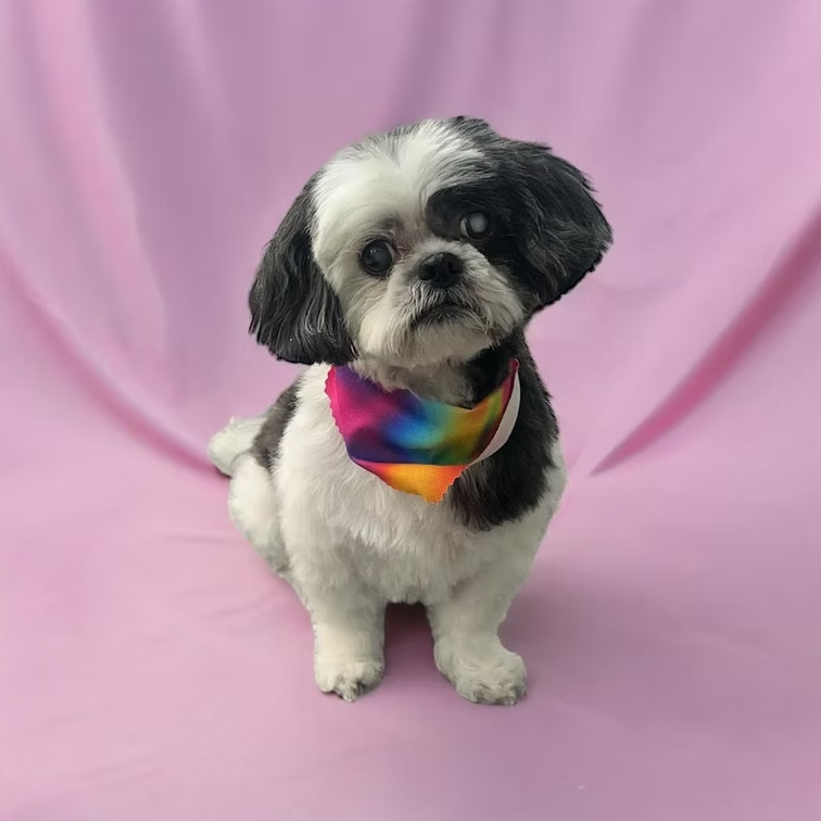 Dog in front of pink screen after Dog Grooming at Midtown Groom & Board