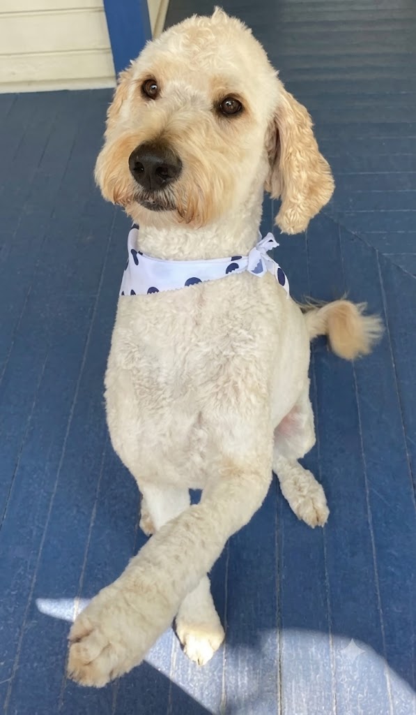 Dog posing on blue porch wearing bandana after Dog Grooming at Midtown Groom & Board