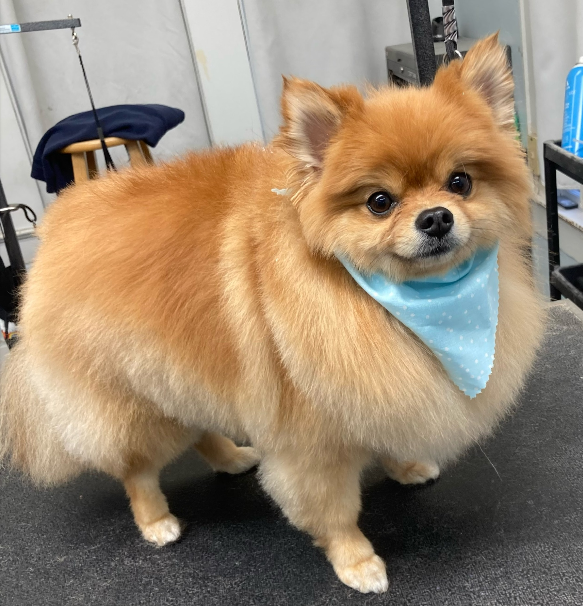 Small fluffy dog after haircut