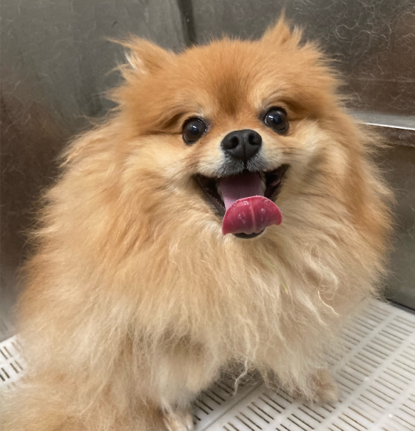 Small fluffy dog before haircut