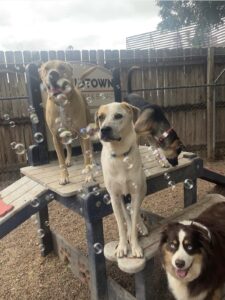 Group of dogs enjoying bubble party at Midtown Groom & Board