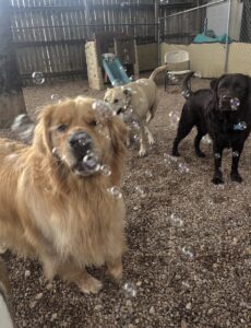 Fluffy retriever and other dogs watching bubbles at Midtown Groom & Board