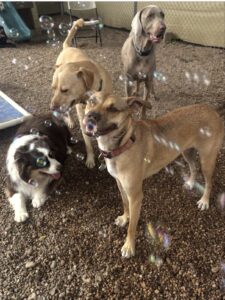 Group of happy dogs watching bubbles at Midtown Groom & Board