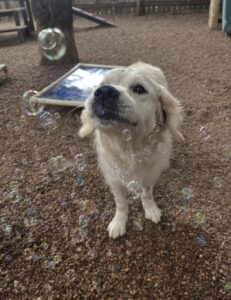Cute fluffy dog looking at bubbles flying at Midtown Groom & Board