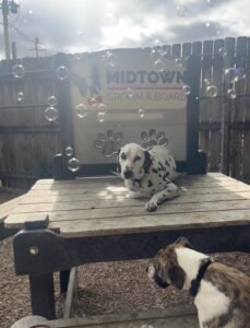 Dalmation relaxing on play equipment at bubble party at Midtown Groom & Board