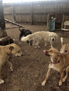 Group of dogs playing with bubbles at Midtown Groom & Board