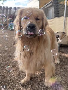 Fluffy retriever popping bubbles at bubble party at Midtown Groom & Board
