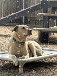 Dog relaxing on cot outside at bubble party at Midtown Groom & Board
