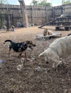 Group of dogs popping bubbles at bubble party at Midtown Groom & Board