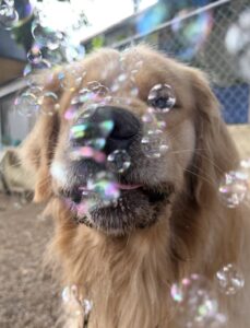 Fluffy retriever popping bubbles with nose at bubble party at Midtown Groom & Board
