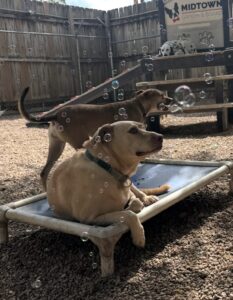 Dog laying on cot watching bubbles flying at Midtown Groom & Board