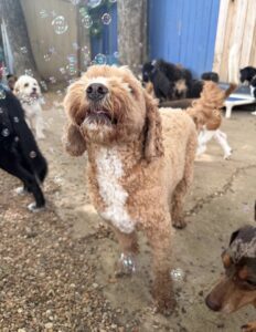 Golden doodle playing with bubbles at Midtown Groom & Board