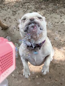 Bulldog playing with bubbles at Midtown Groom & Board