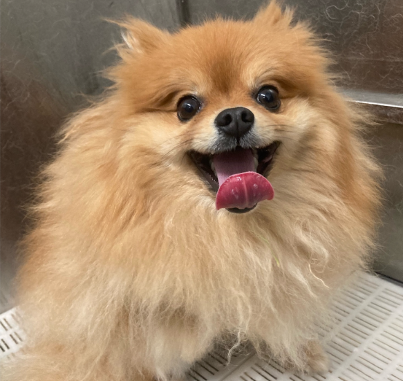 Happy fluffy dog before haircut at Midtown Groom & Board for Dog Grooming near Tarrytown, TX