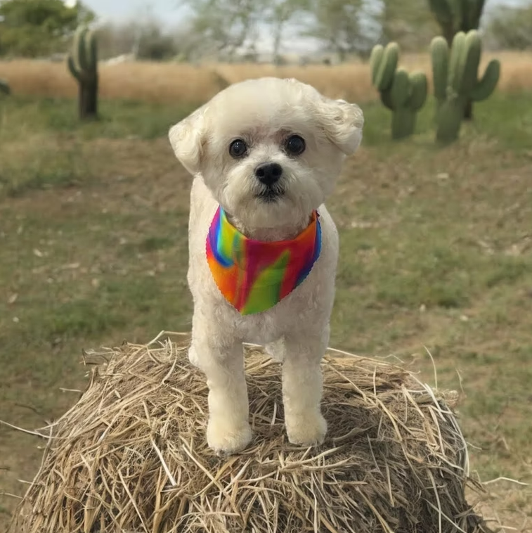 Small white dog wearing tye-dye bandana after haircut at Midtown Groom & Board for Dog Grooming near Tarrytown, TX